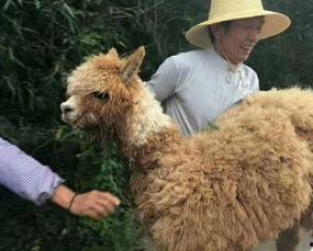 羊驼棉棉特性爆料视频,保暖舒适，环保时尚新宠  第2张